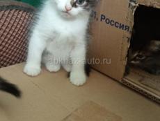 В добрые руки❗️