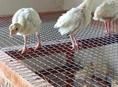 Продаются индюшата только до понедельника по 700р после 1000р 