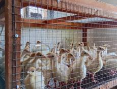 Продаются индюшата только до понедельника по 700р после 1000р 