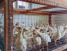 Продаются индюшата только до понедельника по 700р после 1000р 