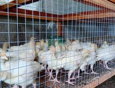Продаются индюшата только до понедельника по 700р после 1000р 