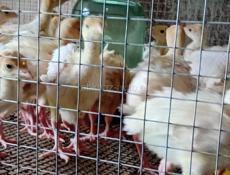 Продаются индюшата только до понедельника по 700р после 1000р 