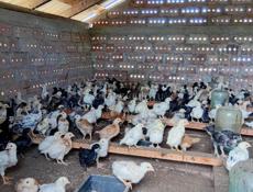 Продаются цыплята только до понедельника по 300р после 350р 