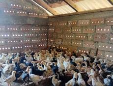 Продаются цыплята только до понедельника по 300р после 350р 