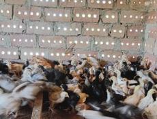Продаются цыплята только до понедельника по 300р после 350р 