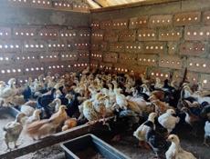 Продаются цыплята только до понедельника по 300р после 350р 