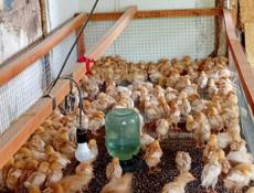 Продаются цыплята ломан браун 250р
