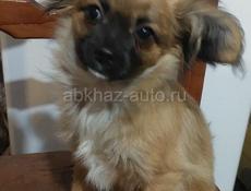 Продаём щенка чихуахуа 
