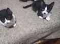 Котят 