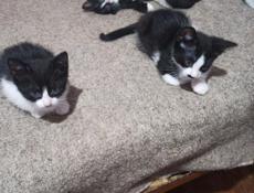 Котят