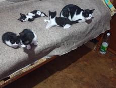 Котят
