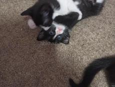 Котят