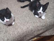Котят 