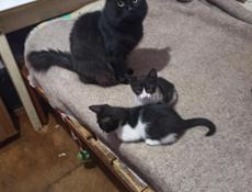 Котят