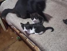 Котят