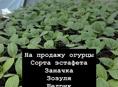 Рассада огурцов 
