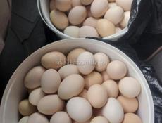 Яица инкубаценые 10 шт.250 р.