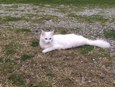 Продаются котята от породистой кошки 🐈