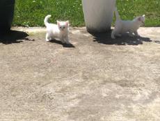 Продаются котята от породистой кошки 🐈