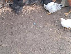 Цеплята разных возрастов