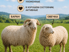 СРОЧНО ПРОДАЮТСЯ ОВЦЫ 🐑