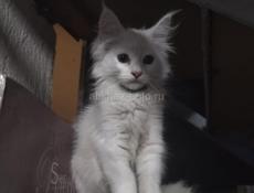 Белые котята 