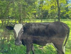 Продаю корову