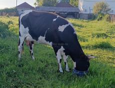 Корова породистая 