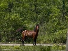 Чьи лошади 🐎 