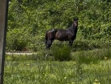 Чьи лошади 🐎 