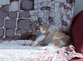отдаем котят 