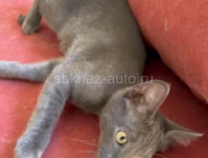 отдаем котят 