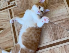 отдаем котят 