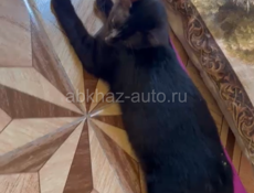 отдаем котят 