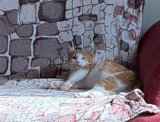 отдаем котят 