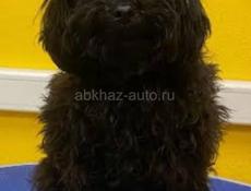 Продаются щенки