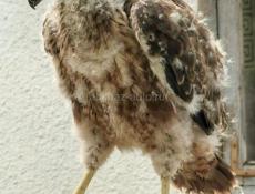 Коршун 