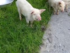 поросята