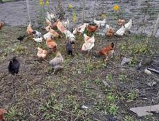 Продажа  кур и индюков