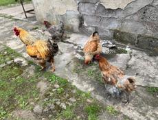 Продаются куры и цыплята 