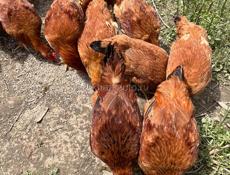 Продаются Домашние Куры и Петухи 