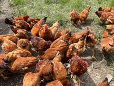 Продаются Домашние Куры и Петухи 