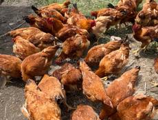 Продаются Домашние Куры и Петухи 