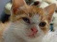 В добрые руки котёнок