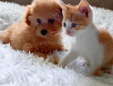 В добрые руки котёнок