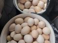 Инкубаценые яица от домашних кур 