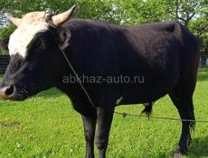 Бык не меньше 130 кг