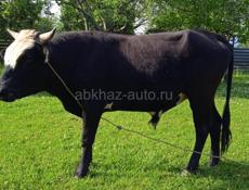 Бык не меньше 130 кг