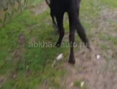 Продаю 