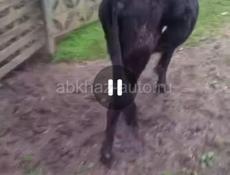 Продаю 